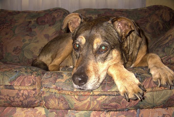 Lacey on her couch